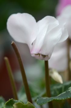 Persian cyclamen - Latin name - Cyclamen persicum