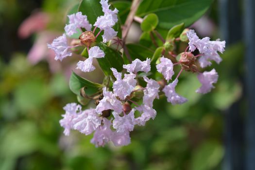 Crepe myrtle With Love Babe - Latin name - Lagerstroemia indica With Love Babe