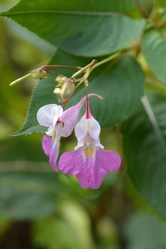 Balfours touch-me-not - Latin name - Impatiens balfourii