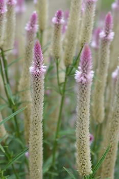 Cockscomb Flamingo Feather - Latin name - Celosia argentea var. spicata Flamingo Feather