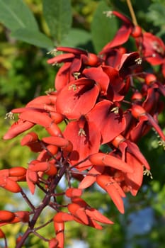 Cockspur coral tree - Latin name - Erythrina crista-galli