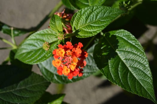 Shrub verbena flower close up - Latin name - Lantana camara