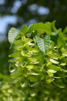 Common hornbeam - Latin name - Carpinus betulus