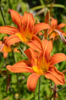 Orange daylily - Latin name - Hemerocallis fulva