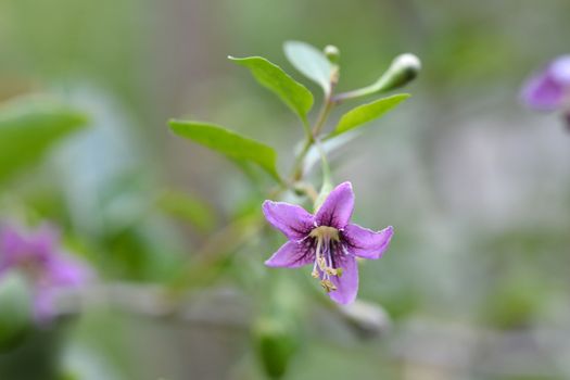 Chinese boxthorn purple flower - Latin name - Lycium chinense