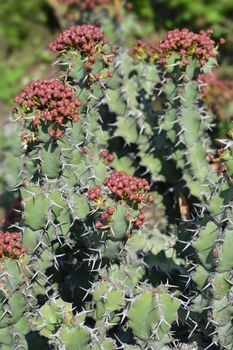 Poison tree - Latin name - Euphorbia virosa