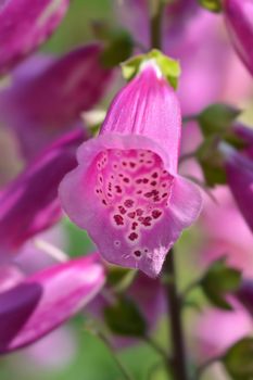 Foxglove Excelsior Hybrids - Latin name - Digitalis purpurea Excelsior Hybrids