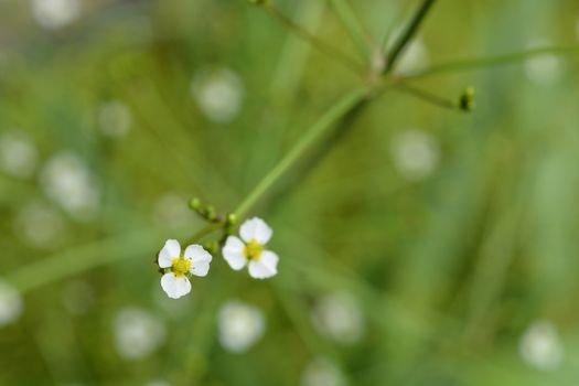 Common water plantain - Latin name - Alisma plantago-aquatica