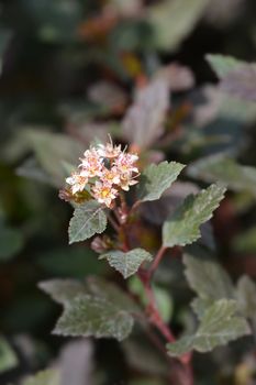 Little Joker Ninebark - Latin name - Physocarpus opulifolius Little Joker