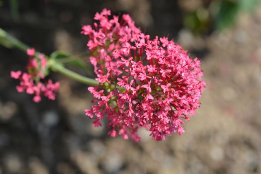 Red valerian - Latin name - Centranthus ruber