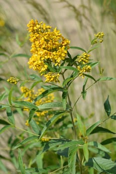 Garden loosestrife - Latin name - Lysimachia vulgaris