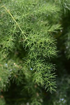 Narrow-leaved asparagus - Latin name - Asparagus tenuifolius