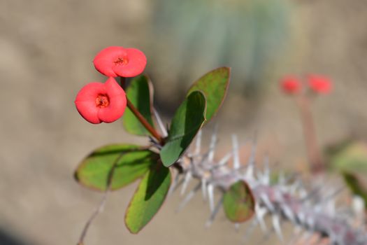 Christs thorn - Latin name - Euphorbia milii var. milii