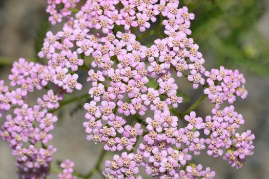 Pink Yarrow - Latin name - Achillea millefolium