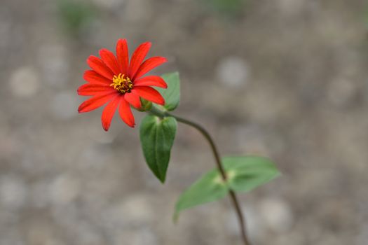 Peruvian zinnia - Latin name - Zinnia peruviana