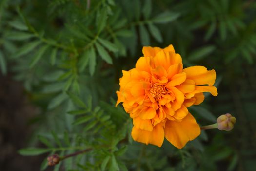 French marigold - Latin name - Tagetes patula