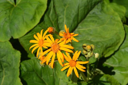 Leopard plant - Latin name - Ligularia dentata