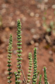 Savory - Latin name - Micromeria juliana