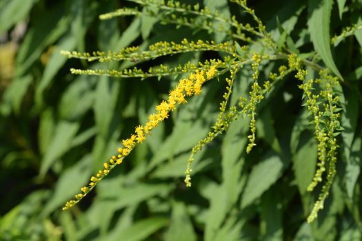 Canadian goldenrod yellow flower - Latin name - Solidago canadensis