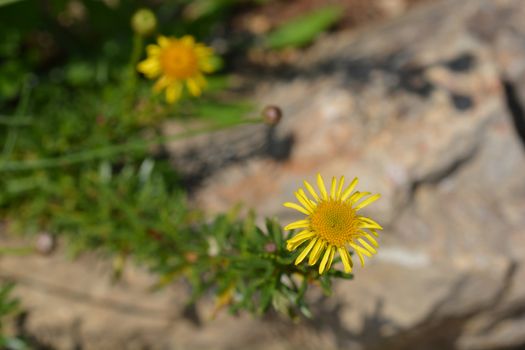 Golden samphire - Latin name - Limbarda crithmoides (Inula crithmoides)