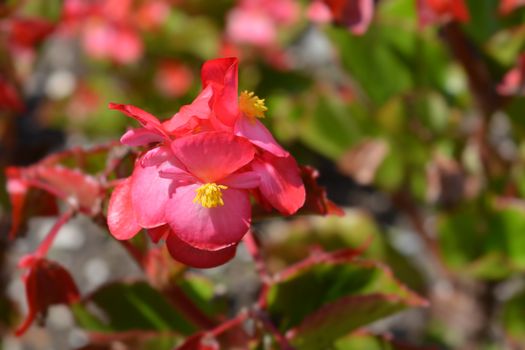 Wax begonia - Latin name - Begonia semperflorens