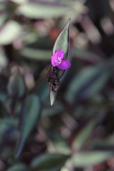 Wandering jew pink flower - Latin name - Tradescantia zebrina