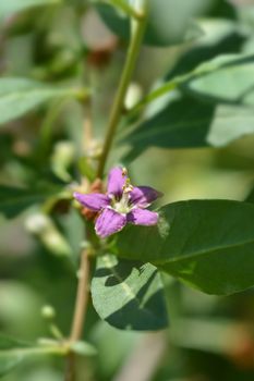 Chinese boxthorn purple flower - Latin name - Lycium chinense