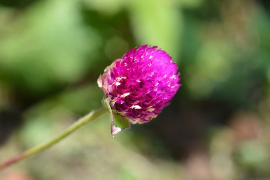 Globe amaranth Violacea - Latin name - Gomphrena globosa Violacea