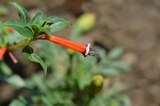 Cigar flower - Latin name - Cuphea ignea
