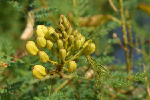 Bird of paradise yellow flower buds - Latin name - Caesalpinia gilliesi (Erythrostemon gilliesii)