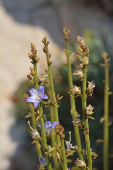 Chimney bellflower - Latin name - Campanula pyramidalis