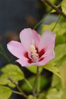 Rose Of Sharon Woodbridge - Latin name - Hibiscus syriacus Woodbridge