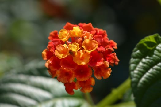 Shrub verbena flower close up - Latin name - Lantana camara