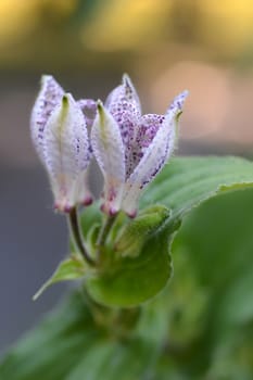 Hairy toad lily flower - Latin name - Tricyrtis hirta