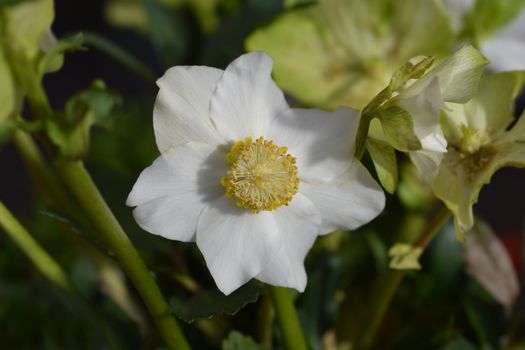Christmas rose WinterSun - Latin name - Helleborus niger WinterSun
