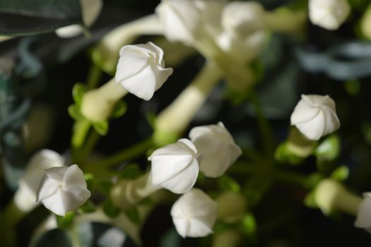 Madagascar jasmine - Latin name - Stephanotis floribunda