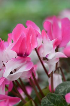 Persian cyclamen - Latin name - Cyclamen persicum