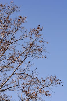 London plane - Latin name - Platanus x hispanica (Platanus x acerifolia)