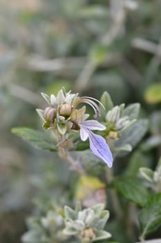 Tree germander - Latin name - Teucrium fruticans