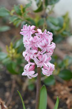 Common hyacinth - Latin name - Hyacinthus orientalis