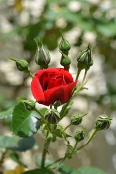 Climbing red rose Sympathie - Latin name - Rosa Sympathie