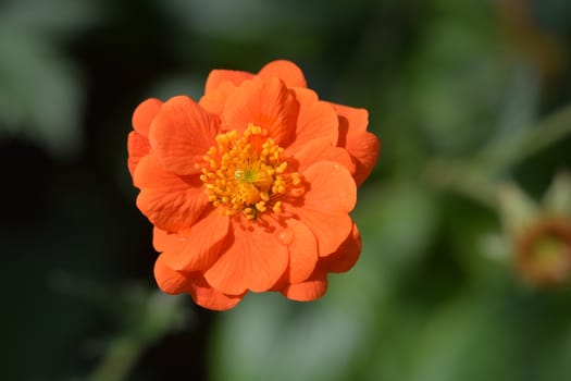 Orange avens cultivar - Latin name - Geum * heldreichii