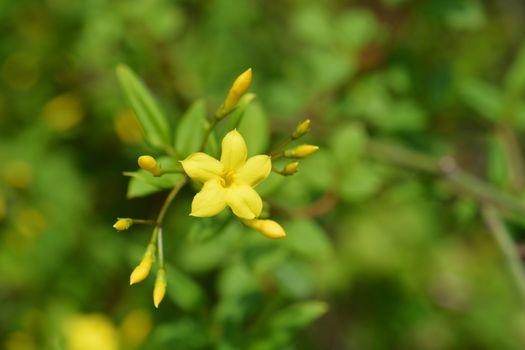 Italian jasmine - Latin name - Jasminum humile