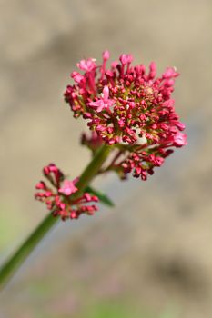 Red valerian - Latin name - Centranthus ruber