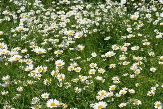 Field full of white daisy flowers - Latin name - Leucanthemum vulgare