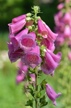 Foxglove Excelsior Hybrids - Latin name - Digitalis purpurea Excelsior Hybrids