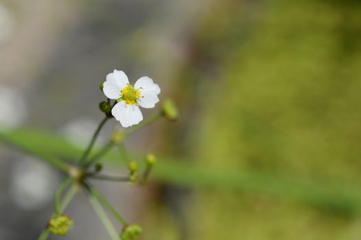 Common water plantain - Latin name - Alisma plantago-aquatica