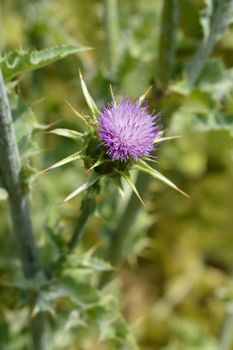 Milk thistle - Latin name - Silybum marianum