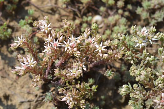 Spanish stonecrop - Latin name - Sedum hispanicum