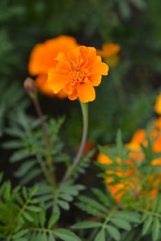 French marigold - Latin name - Tagetes patula